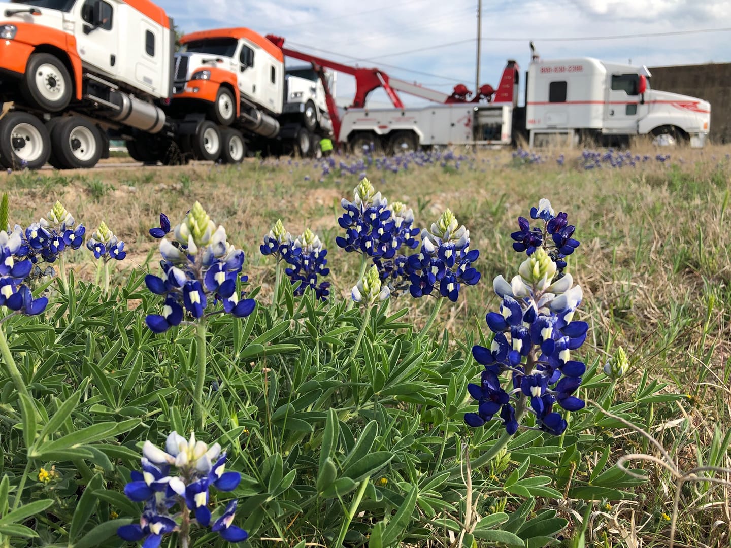 Welch Bros Towing fleet of heavy-duty wreckers behind a field of Texas bluebonnets in Central Texas